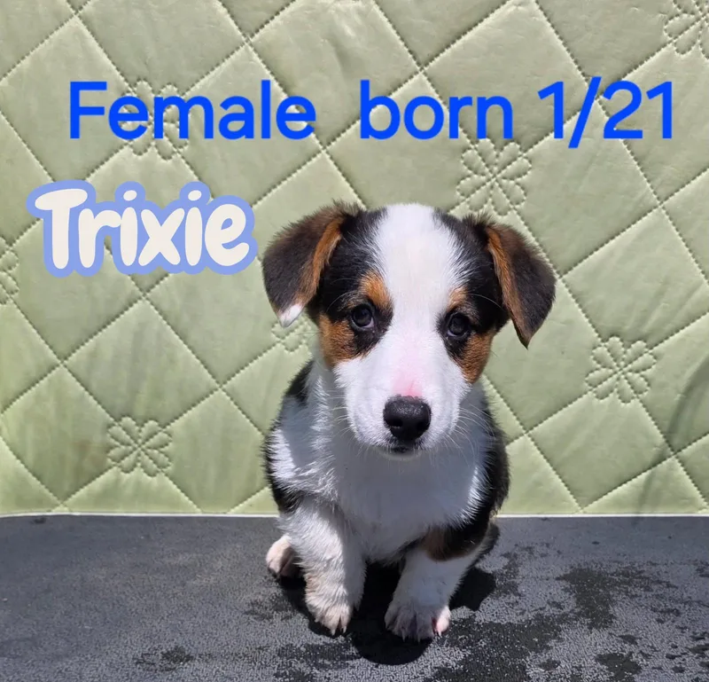 Trixie