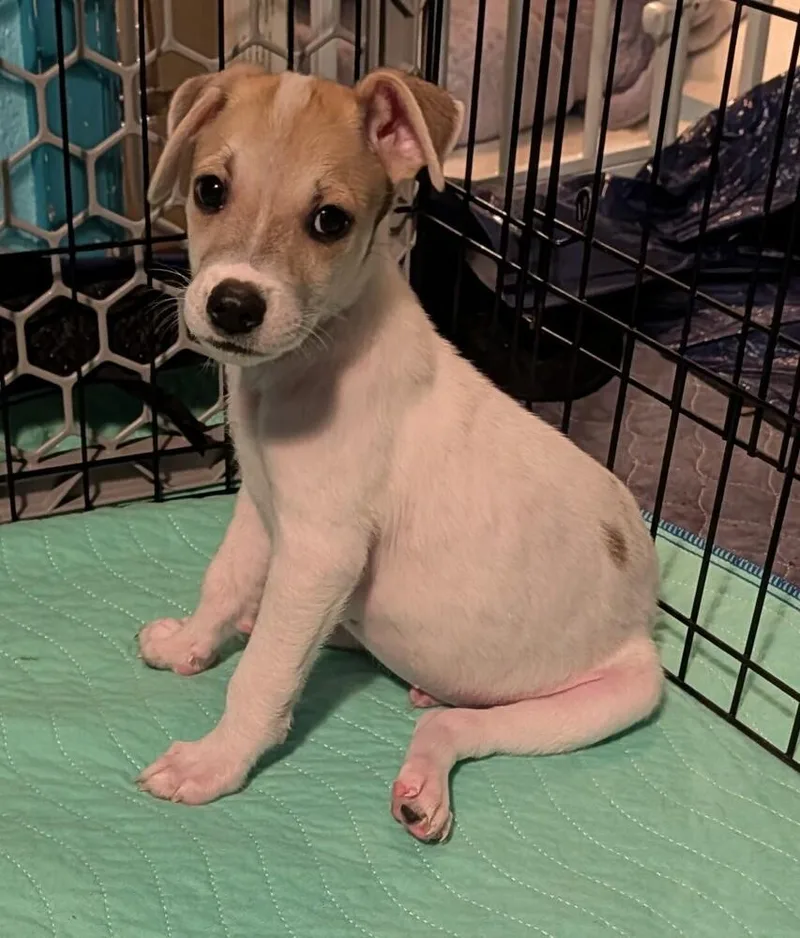 A baby medium-sized male Chihuahua dog named Lotus for adoption in Thornton, CO