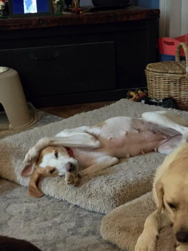 An adult medium-sized female White / Cream Foxhound dog named Birdie for adoption in Louisa, VA