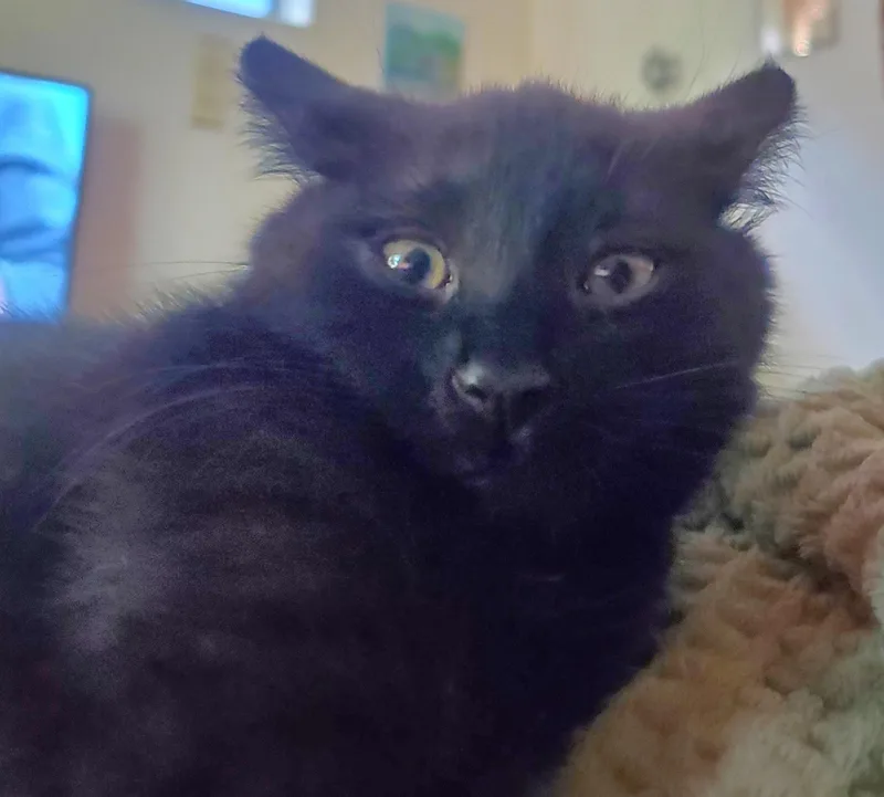 A baby medium-sized female Black Domestic Short Hair cat named Jane for adoption in Springfield, OR