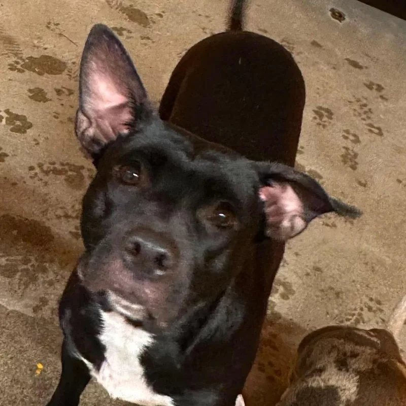 An adult medium-sized female Black Pit Bull Terrier dog named Tiggy for adoption in Shinnston, WV