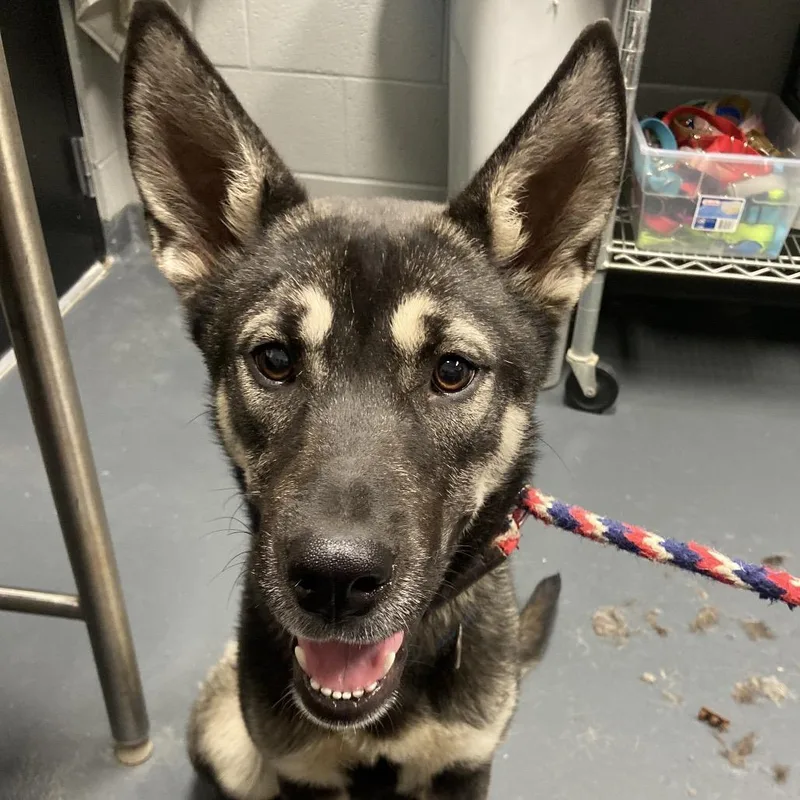 A young large-sized female Black Mixed Breed dog named Sheba for adoption in Allentown, PA