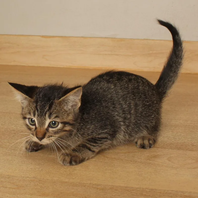 A baby small-sized male Brown / Chocolate Domestic Short Hair cat named Elfie C for adoption in Minnetonka, MN