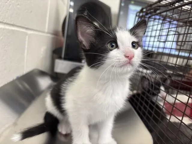 A baby small-sized female Domestic Short Hair cat named Kiwi for adoption in San Bernardino, CA