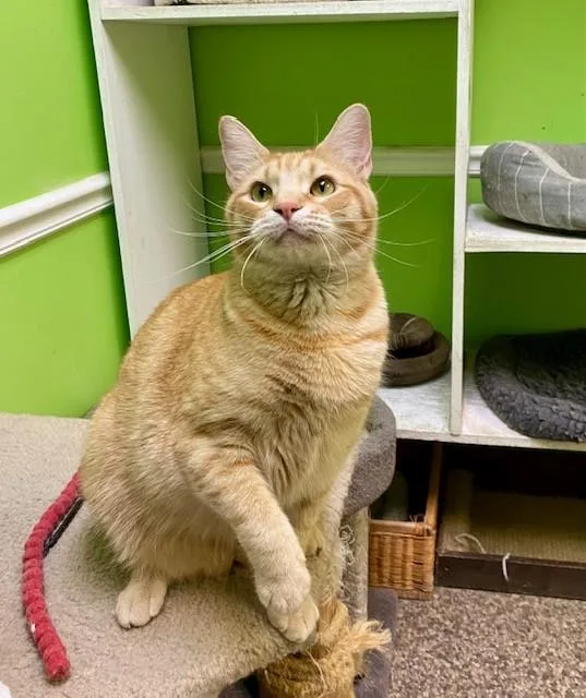 An adult large-sized male Orange / Red Domestic Short Hair cat named Champ for adoption in Memphis, TN