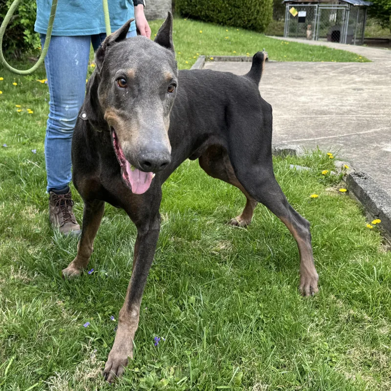 An adult extra large-sized male Gray / Blue / Silver Doberman Pinscher dog named Coal for adoption in Latrobe, PA