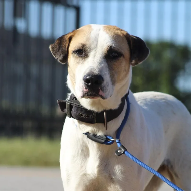 An adult large-sized female Brown / Chocolate Hound dog named Luna for adoption in Columbia, SC