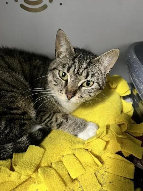 An adult medium-sized female Domestic Short Hair cat named Bella for adoption in Anoka, MN