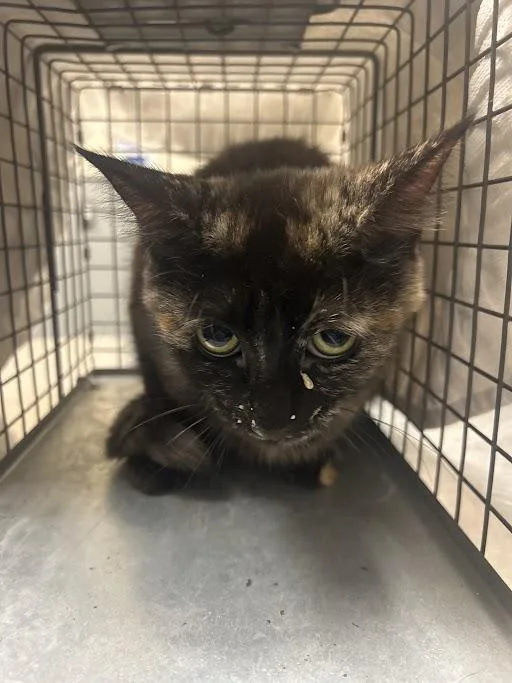 An adult medium-sized female Domestic Short Hair cat named Daisy for adoption in Las Vegas, NV