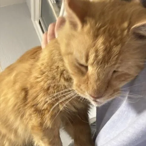 An adult medium-sized male Orange / Red Domestic Medium Hair cat named Charlie for adoption in Philadelphia, PA
