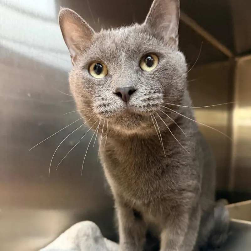 An adult small-sized male Domestic Short Hair cat named James for adoption in Madison, WI