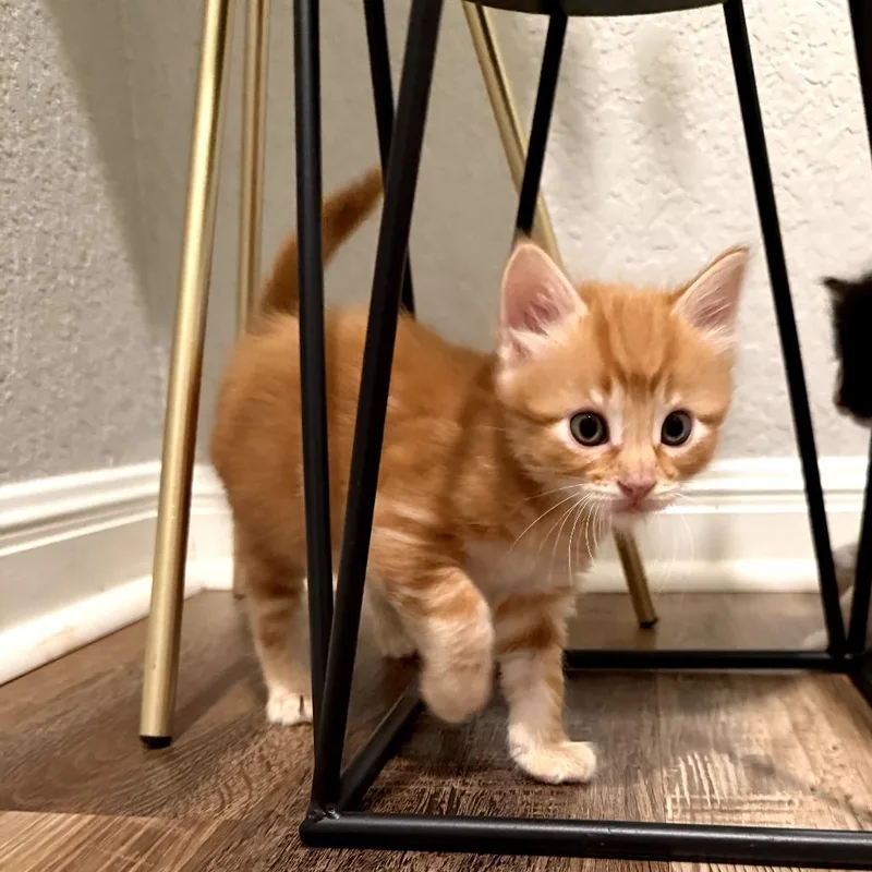 A baby small-sized male Orange / Red Domestic Medium Hair cat named Pooh for adoption in San Antonio, TX