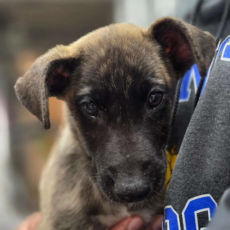 A baby small-sized male Brindle Mixed Breed dog named Bill for adoption in Buellton, CA