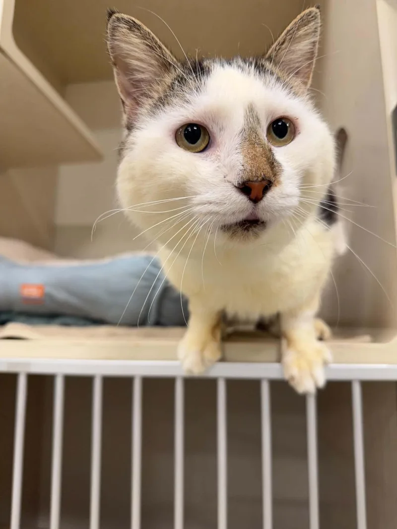 A senior medium-sized male Domestic Short Hair cat named Angus for adoption in Hagerstown, MD