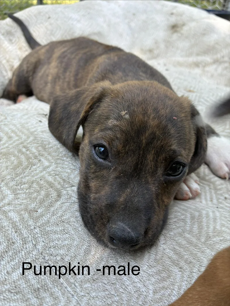 A baby medium-sized male Hound dog named Pumpkin for adoption in Manchester, CT