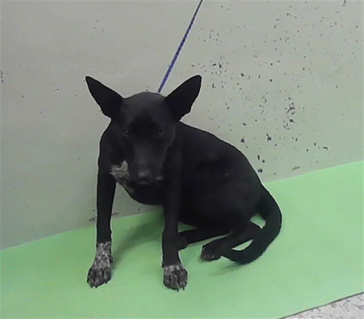 A young medium-sized female German Shepherd Dog dog named Opal for adoption in Houston, TX