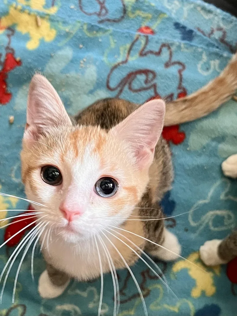 A baby medium-sized female Calico Domestic Short Hair cat named Poppy for adoption in Landenberg, PA