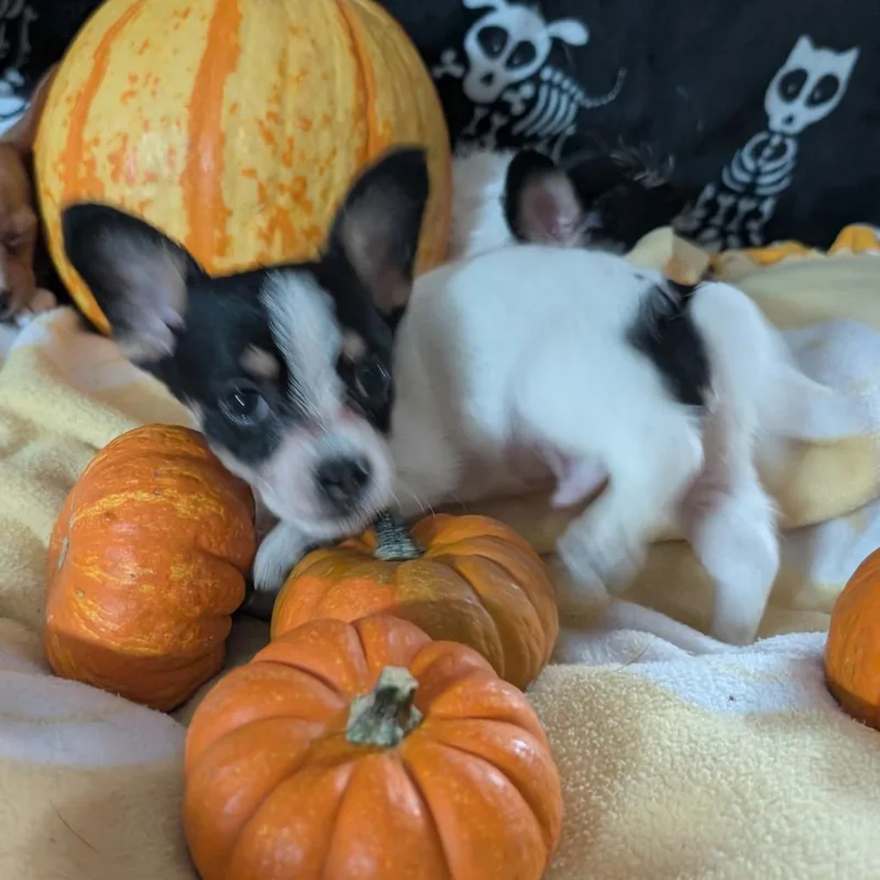 A baby small-sized male Chihuahua dog named Howard for adoption in San Antonio, TX