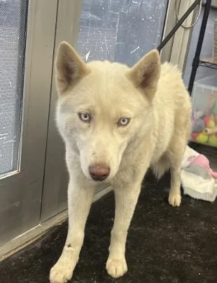 A young large-sized female Mixed Breed dog named Ash for adoption in Dallas, TX