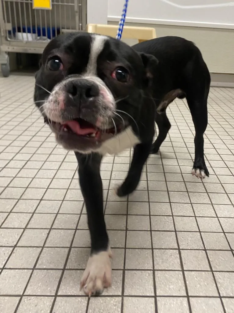 A baby small-sized male Boston Terrier dog named Baked Beans for adoption in Fall River, MA