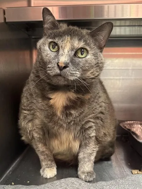 A senior medium-sized female Domestic Short Hair cat named Juniper for adoption in Louisville, KY