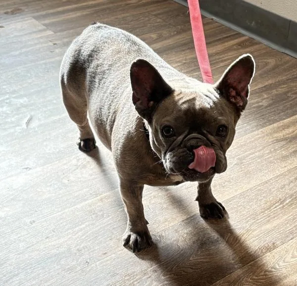 An adult small-sized female French Bulldog dog named Tamale for adoption in San Diego, CA