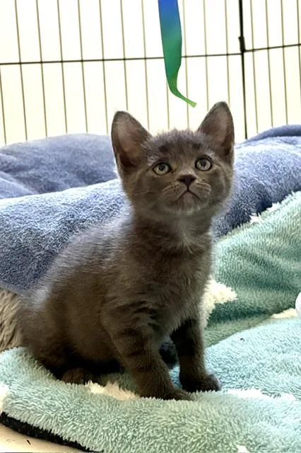 A baby medium-sized female Tabby cat named Poppy for adoption in Stamford, CT