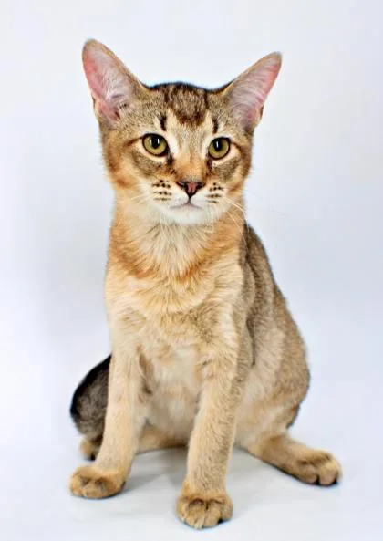 A baby small-sized male Somali cat named Bagel for adoption in Morton Grove, IL
