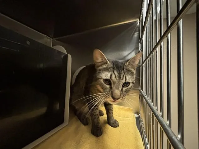 A young large-sized male Domestic Short Hair cat named Leo for adoption in Rancho Cucamonga, CA