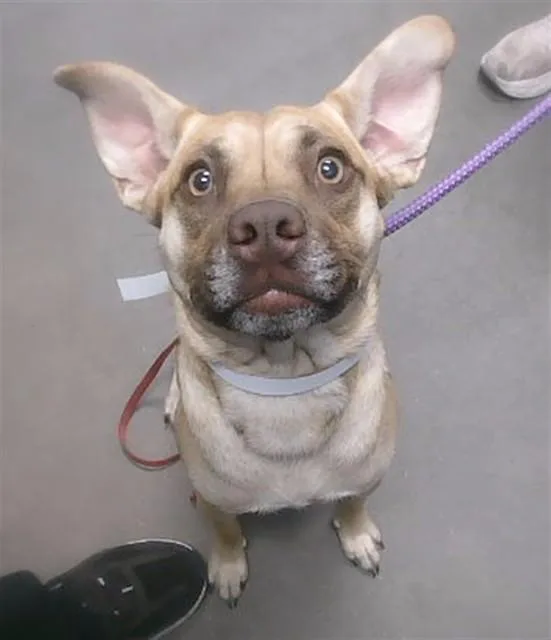 A young large-sized female Pug dog named Pippa for adoption in Phoenix, AZ