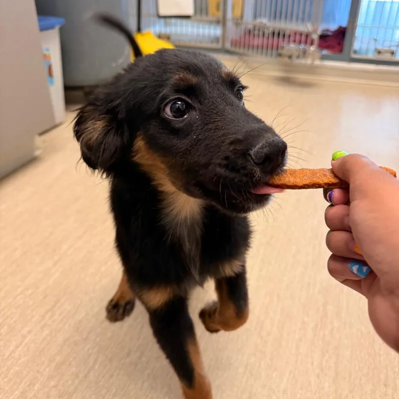 A baby medium-sized male Black Mixed Breed dog named Rufus for adoption in Red House, WV