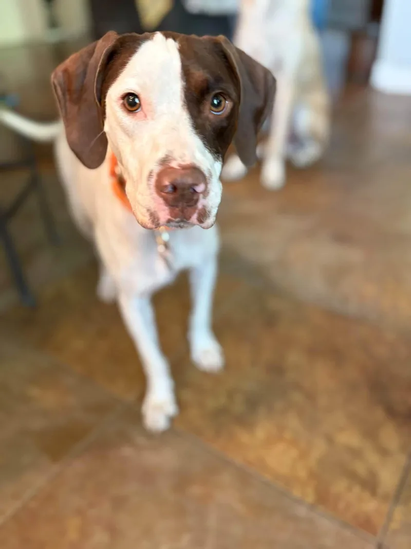 A young medium-sized female English Pointer dog named Ginny for adoption in Keller, TX