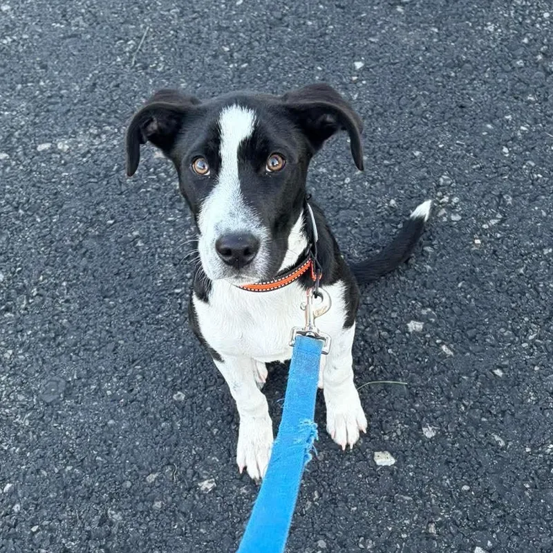 A young medium-sized male Pit Bull Terrier dog named LeBron for adoption in Bethlehem, PA