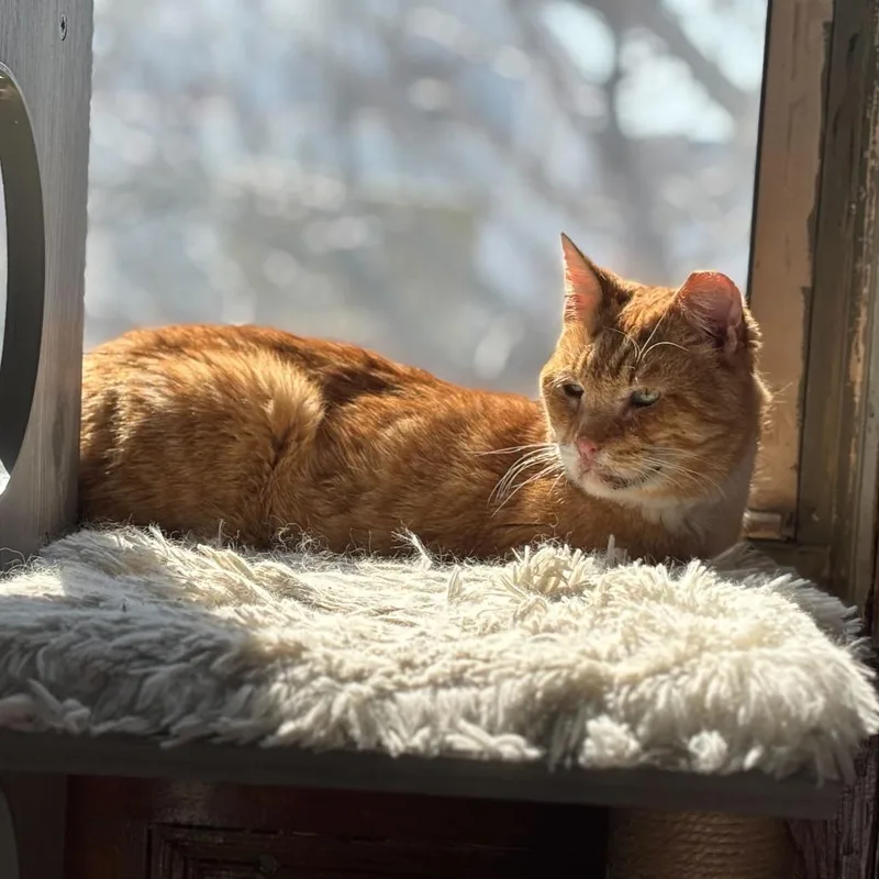 An adult large-sized male Orange / Red Domestic Short Hair cat named Big Cheddar for adoption in Brooklyn, NY