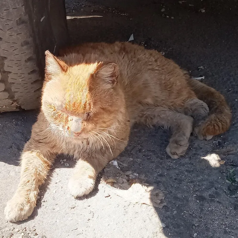 Big Cheddar thumbnail 2