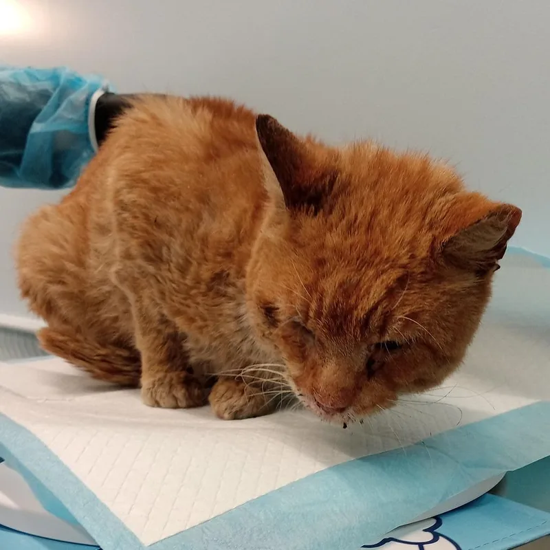 Big Cheddar thumbnail 3