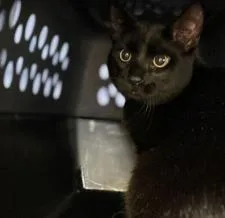 A young large-sized male Black Domestic Short Hair cat named Pond Fish for adoption in Kansas City, MO