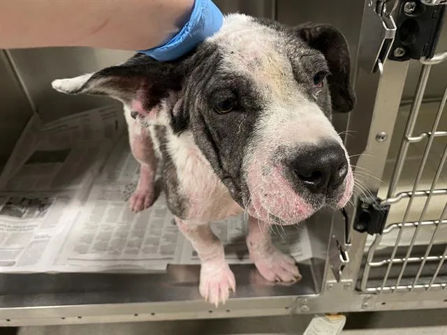 A baby small-sized male American Bulldog dog named Goober for adoption in Modesto, CA