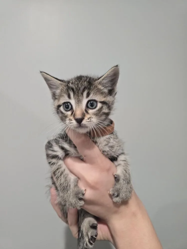 A baby small-sized male Domestic Short Hair cat named Pinecone for adoption in Wellington, KS