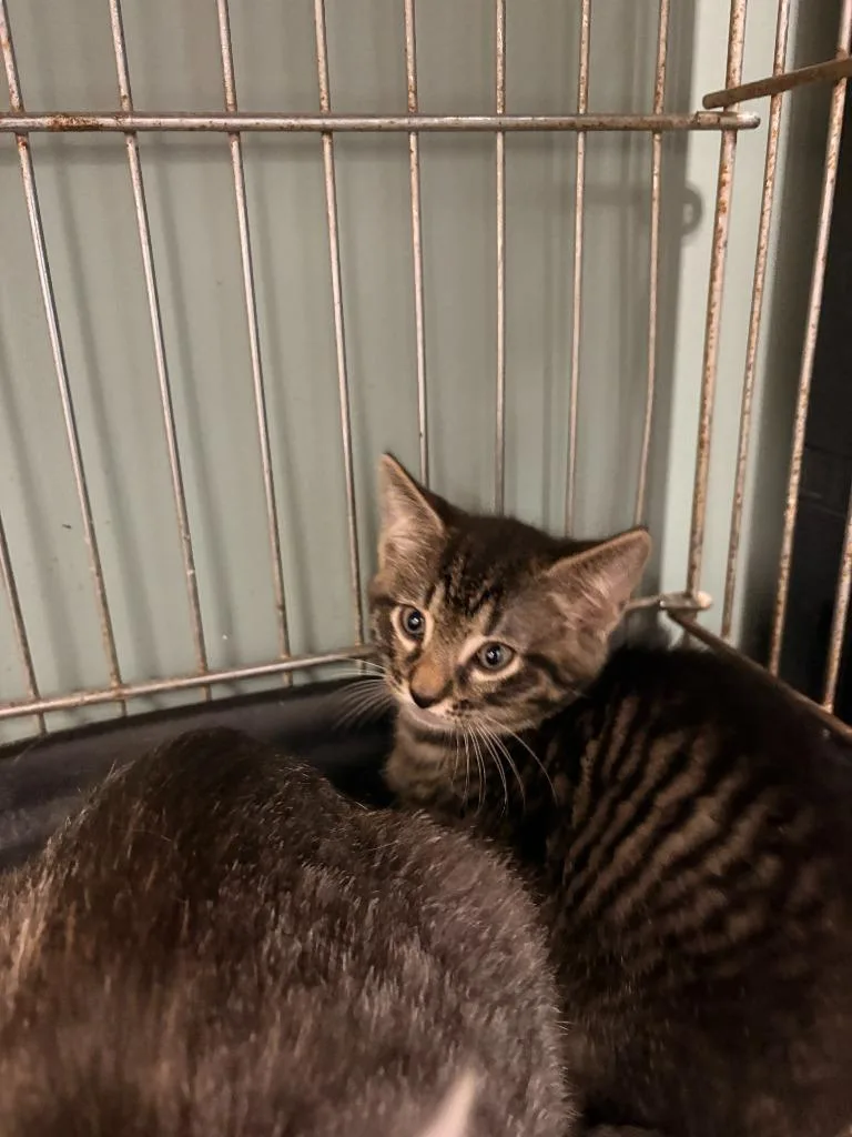 A baby large-sized male Domestic Short Hair cat named Jersey for adoption in Rensselaer, IN
