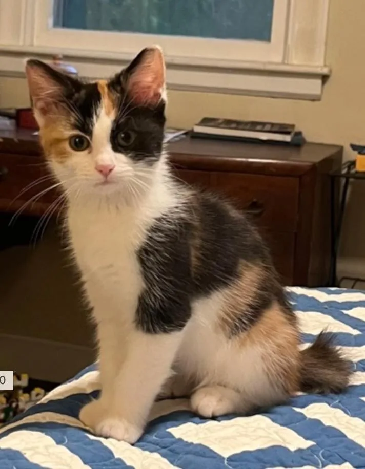 A baby small-sized female Black Domestic Short Hair cat named Spice for adoption in Marshall, NC