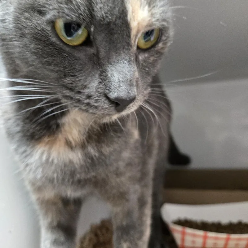 An adult medium-sized female Tortoiseshell Domestic Short Hair cat named Turtle for adoption in Branson, MO