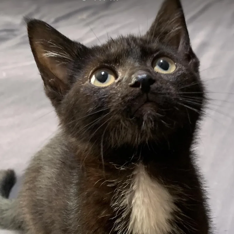 A baby small-sized female Black Domestic Short Hair cat named Solo for adoption in Davisburg, MI