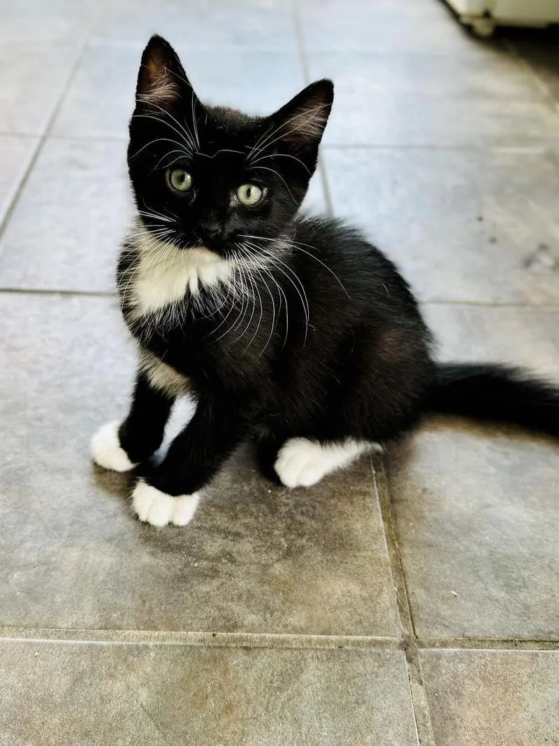 A baby small-sized male Domestic Short Hair cat named Waldo for adoption in Mankato, MN