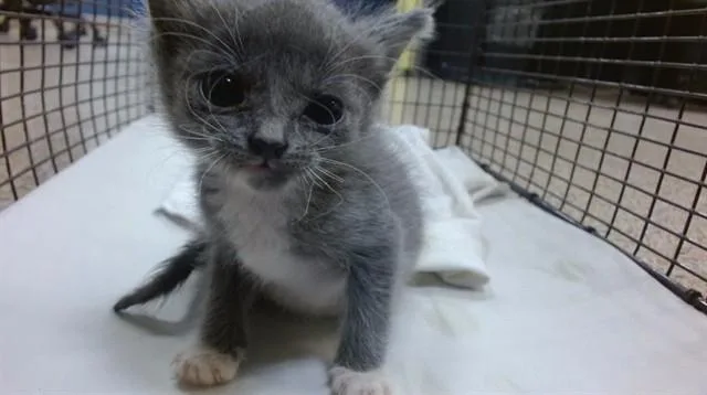 A baby small-sized female Domestic Short Hair cat named Kai for adoption in Miami, FL
