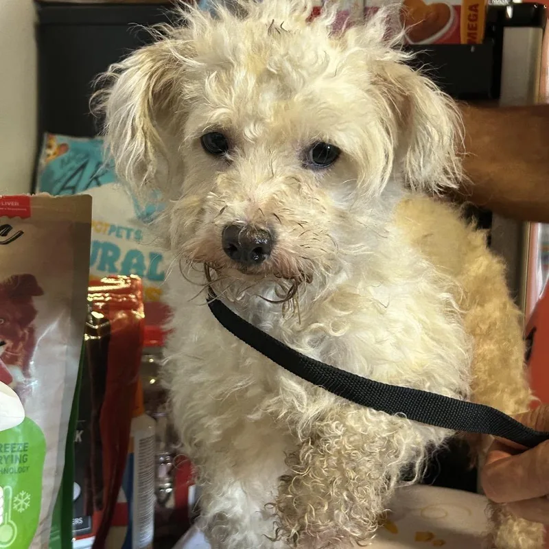 An adult small-sized female White / Cream Poodle dog named Betty Chino Hills for adoption in Chino Hills, CA