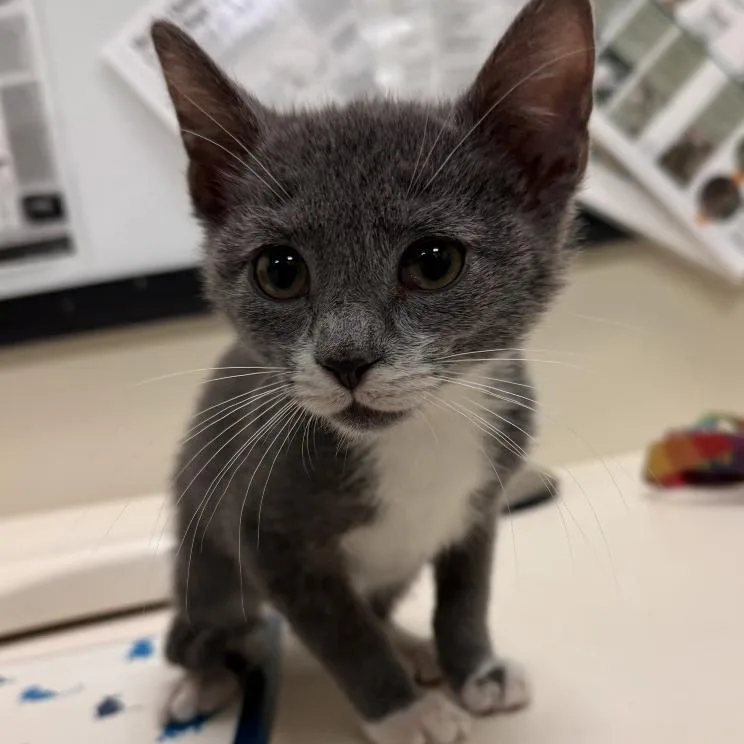 A baby small-sized male Gray / Blue / Silver Domestic Short Hair cat named Troy for adoption in Lynchburg, VA