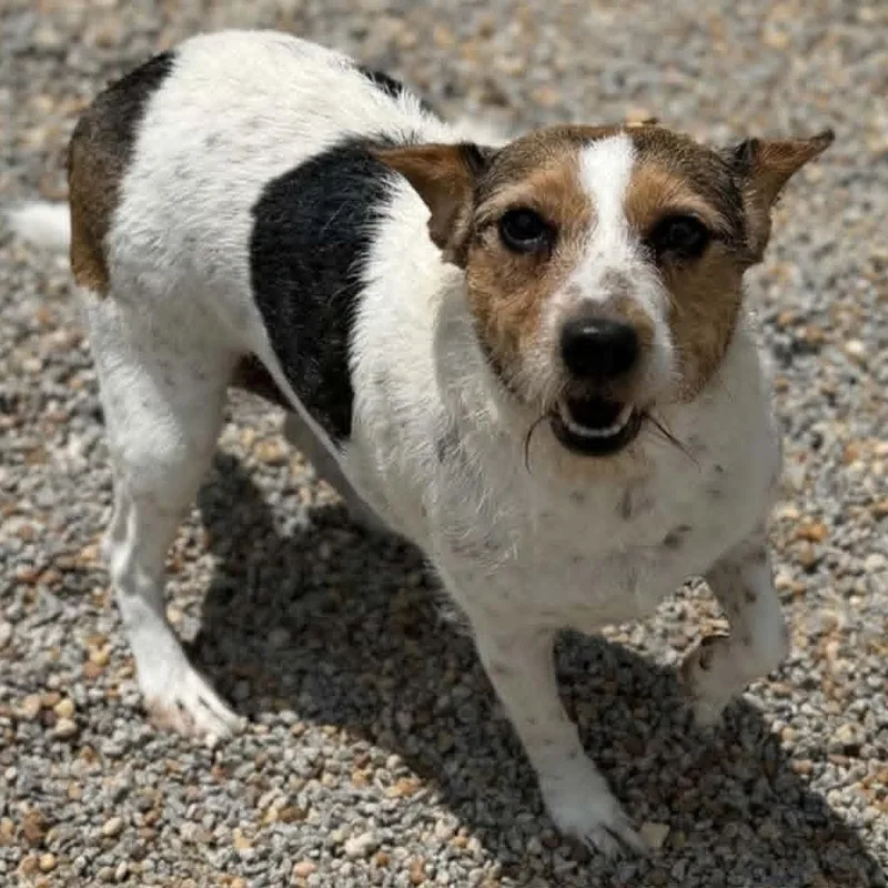 An adult small-sized female White / Cream Jack Russell Terrier dog named Francis for adoption in Griswold, CT