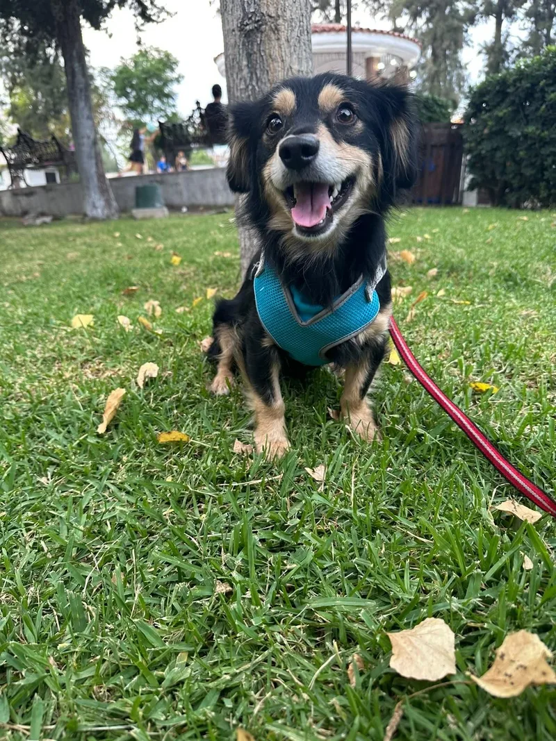 An adult small-sized male Bicolor Mixed Breed dog named Lucas for adoption in San Ysidro, CA