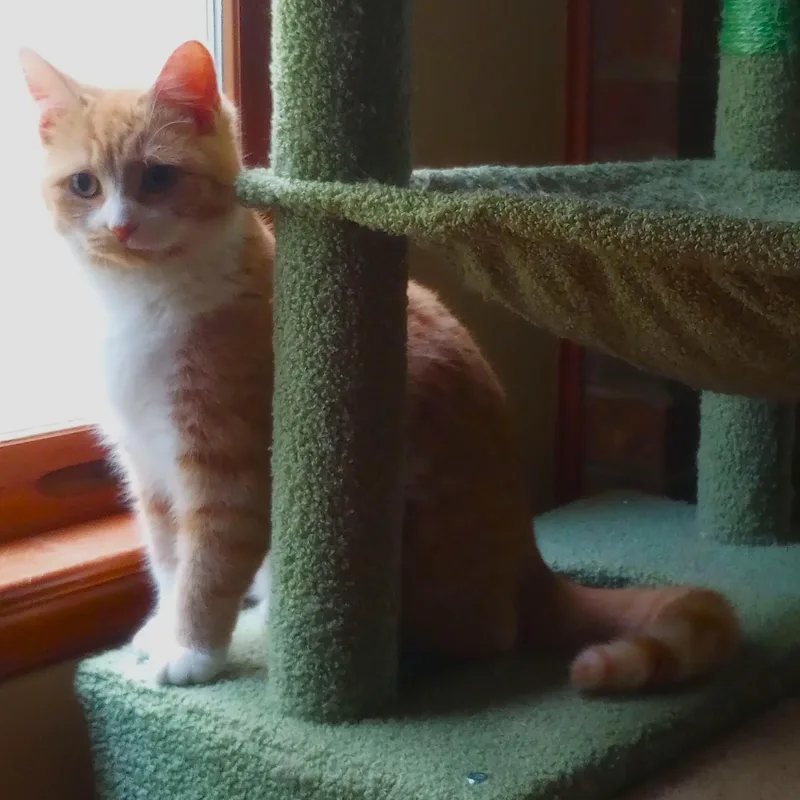A baby medium-sized female Tabby (Orange / Red) Tabby cat named Honey for adoption in Smithfield, NC